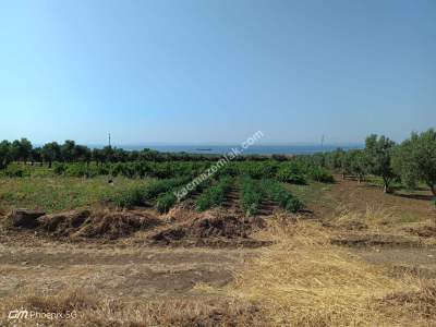 Tekirdağ Şarköy İğdebağları Mahallesi Satılık Tarla 22