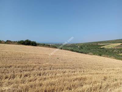 Tekirdağ Şarköy İğdebağları Mahallesi Satılık Tarla 8