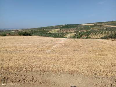 Tekirdağ Şarköy İğdebağları Mahallesi Satılık Tarla 3