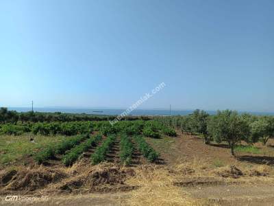 Tekirdağ Şarköy İğdebağları Mahallesi Satılık Tarla 23