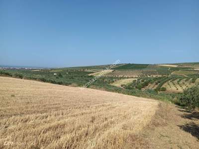 Tekirdağ Şarköy İğdebağları Mahallesi Satılık Tarla 21