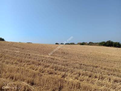 Tekirdağ Şarköy İğdebağları Mahallesi Satılık Tarla 6