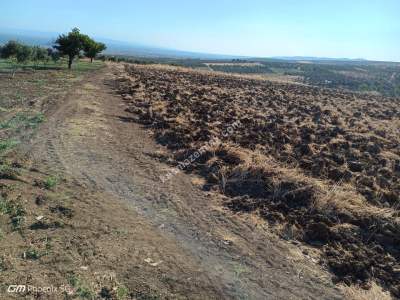 Tekirdağ Şarköy İğdebağları Mahallesi Satılık Tarla 11