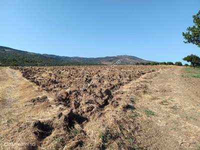 Tekirdağ Şarköy İğdebağları Mahallesi Satılık Tarla 6