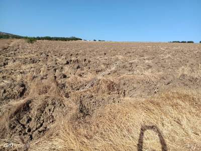 Tekirdağ Şarköy İğdebağları Mahallesi Satılık Tarla 3