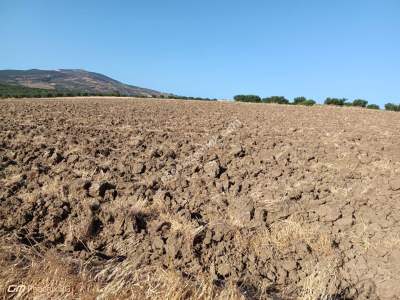 Tekirdağ Şarköy İğdebağları Mahallesi Satılık Tarla 5