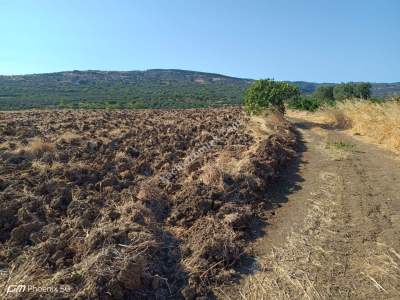 Tekirdağ Şarköy İğdebağları Mahallesi Satılık Tarla 12