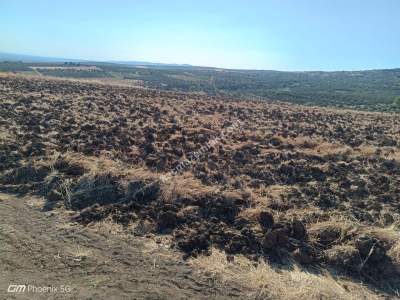 Tekirdağ Şarköy İğdebağları Mahallesi Satılık Tarla 10