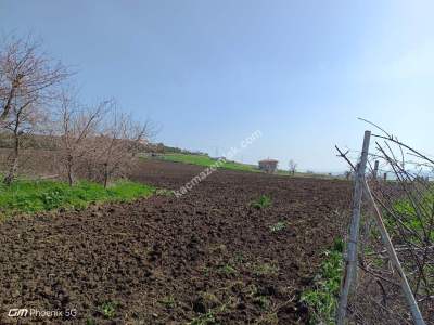 Tekirdağ Şarköy İstiklal Mahallesi Satılık Tarla Hisses 1