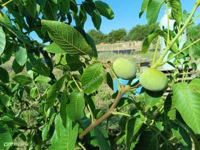 Tekirdağ Şarköy İstiklal Mahallesi Satılık Tarla 9