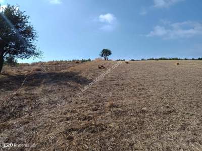 Tekirdağ Şarköy İstiklal Mahallesi Satılık Tarla 7