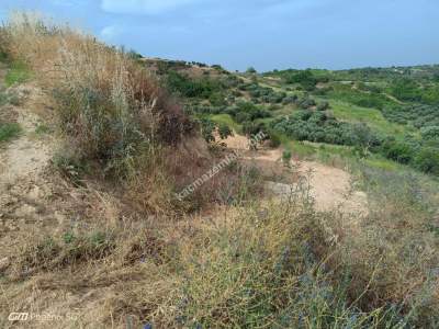 Tekirdağ Şarköy Kirazlı Mahallesi Satılık Tarla Bahçe 10