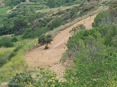 Tekirdağ Şarköy Kirazlı Mahallesi Satılık Tarla Bahçe 2