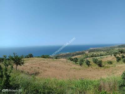 Tekirdağ Şarköy Kirazlı Mahallesi Satılık Tarla 9