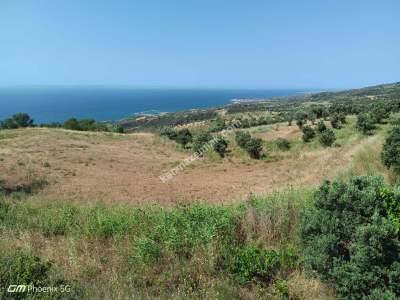 Tekirdağ Şarköy Kirazlı Mahallesi Satılık Tarla 12