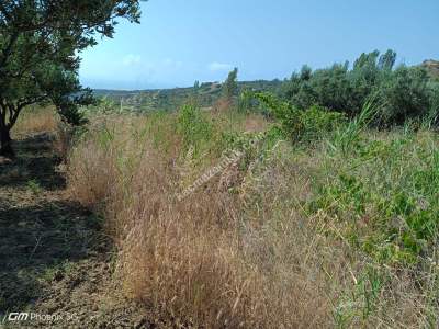 Tekirdağ Şarköy Kirazlı Mahallesi Satılık Tarla 7