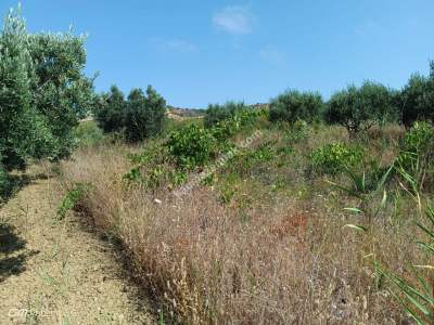 Tekirdağ Şarköy Kirazlı Mahallesi Satılık Tarla 8