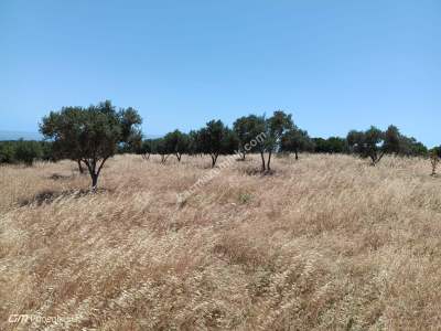 Tekirdağ Şarköy Kızılcaterzi Mahallesi Satılık Tarla 4