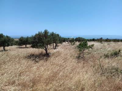 Tekirdağ Şarköy Kızılcaterzi Mahallesi Satılık Tarla 6