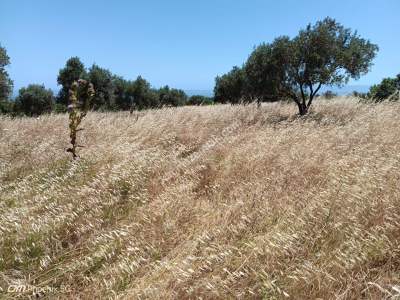 Tekirdağ Şarköy Kızılcaterzi Mahallesi Satılık Tarla 3