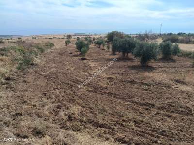 Tekirdağ Şarköy Kızılcaterzi Mahallesi Satılık Tarla 9