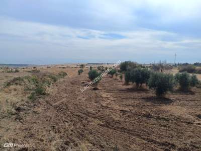 Tekirdağ Şarköy Kızılcaterzi Mahallesi Satılık Tarla 8