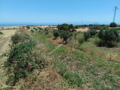 Tekirdağ Şarköy Kızılcaterzi Mahallesi Satılık Tarla 1