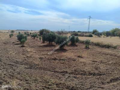 Tekirdağ Şarköy Kızılcaterzi Mahallesi Satılık Tarla 7