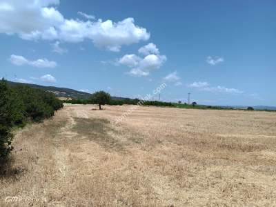 Tekirdağ Şarköy Kocaali Mahallesi Satılık Tarla 4