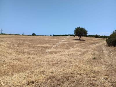 Tekirdağ Şarköy Kocaali Mahallesi Satılık Tarla 3