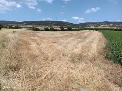 Tekirdağ Şarköy Kocaali Mahallesi Satılık Tarla 6