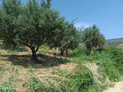 Tekirdağ Şarköy Mürefte Mahallesi Satılık Zeytinlik 3