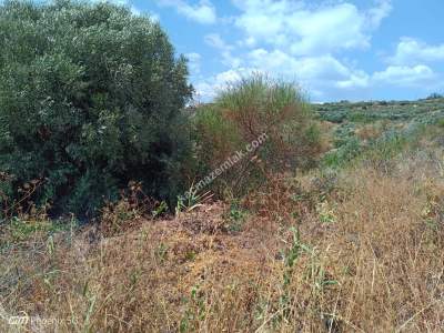 Tekirdağ Şarköy Mürefte Mahallesi Satılık Zeytinlik 5