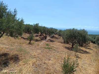 Tekirdağ Şarköy Mürefte Mahallesi Satılık Zeytinlik 3