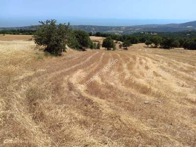 Tekirdağ Şarköy Mursallı Mahallesi Satılık Tarla 3