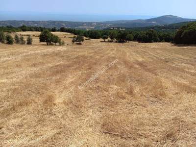 Tekirdağ Şarköy Mursallı Mahallesi Satılık Tarla 2