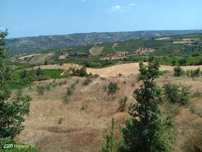 Tekirdağ Şarköy Murasallı Mahallesi Satılık Tarla 7