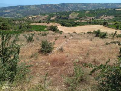 Tekirdağ Şarköy Murasallı Mahallesi Satılık Tarla 9