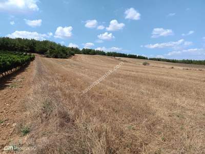 Tekirdağ Şarköy Sofuköy Mahallesi Satılık Tarla 8