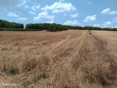 Tekirdağ Şarköy Sofuköy Mahallesi Satılık Tarla 3