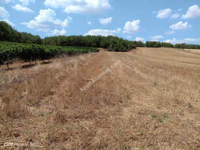 Tekirdağ Şarköy Sofuköy Mahallesi Satılık Tarla 10