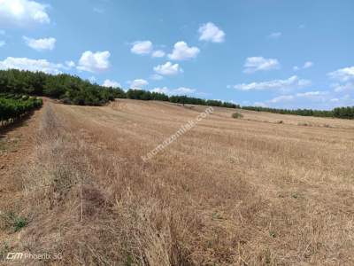 Tekirdağ Şarköy Sofuköy Mahallesi Satılık Tarla 6