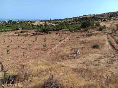 Tekirdağ Şarköy Tepeköy Mahallesi Satılık Ceviz Bahçesi 21