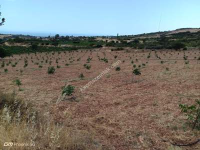 Tekirdağ Şarköy Tepeköy Mahallesi Satılık Ceviz Bahçesi 15