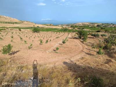 Tekirdağ Şarköy Tepeköy Mahallesi Satılık Ceviz Bahçesi 2