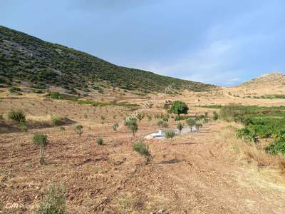 Tekirdağ Şarköy Tepeköy Mahallesi Satılık Ceviz Bahçesi 1