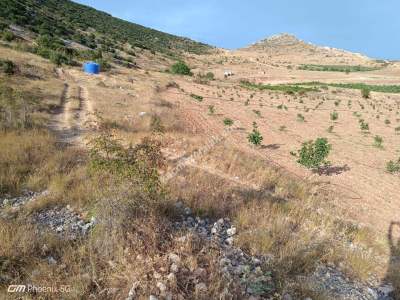 Tekirdağ Şarköy Tepeköy Mahallesi Satılık Ceviz Bahçesi 23