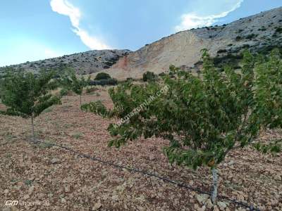 Tekirdağ Şarköy Tepeköy Mahallesi Satılık Ceviz Bahçesi 8