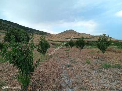 Tekirdağ Şarköy Tepeköy Mahallesi Satılık Ceviz Bahçesi 7