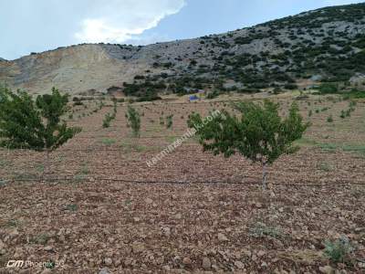 Tekirdağ Şarköy Tepeköy Mahallesi Satılık Ceviz Bahçesi 6